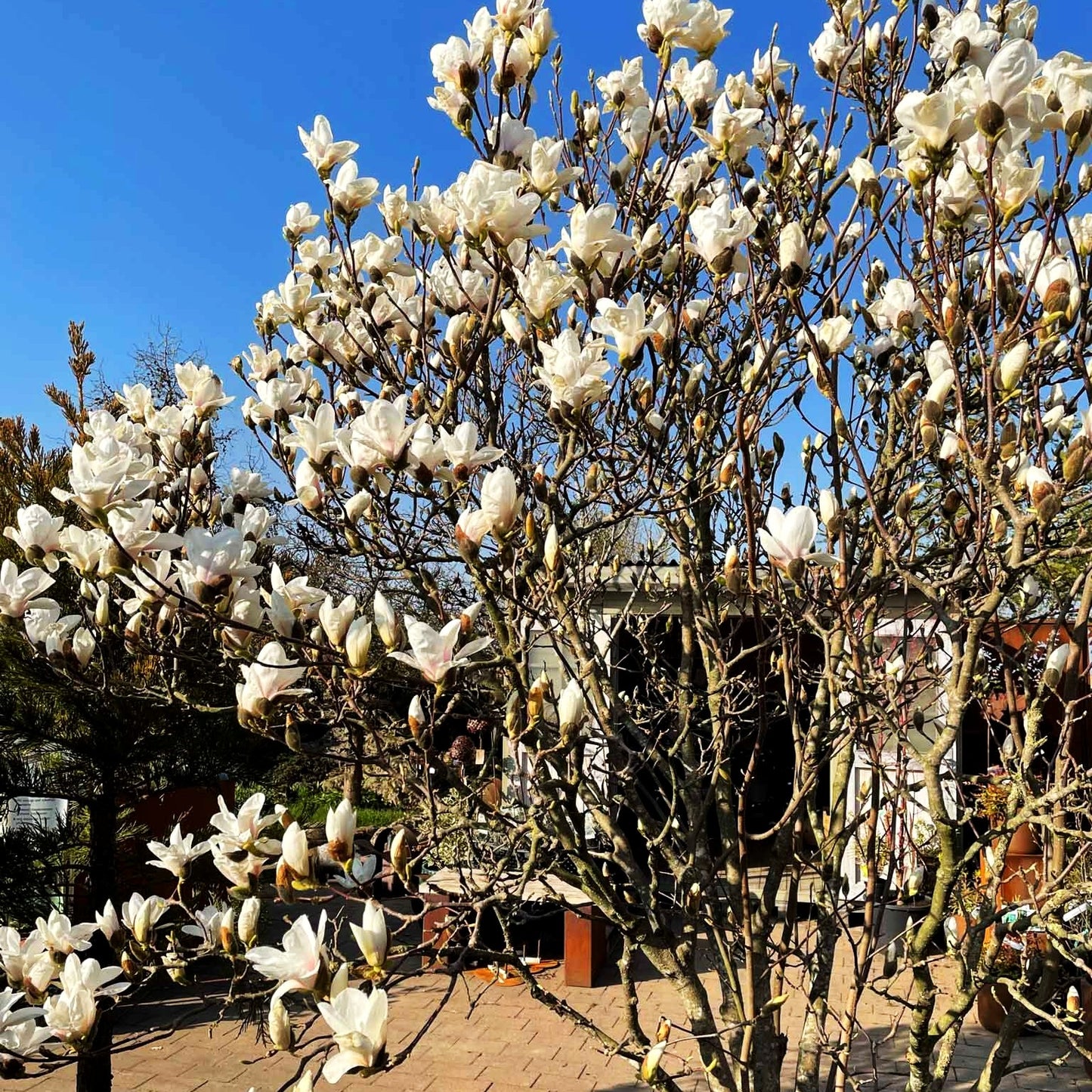 Tulpen-Magnolie 'Alba Superba' (Magnolia x soulangiana)