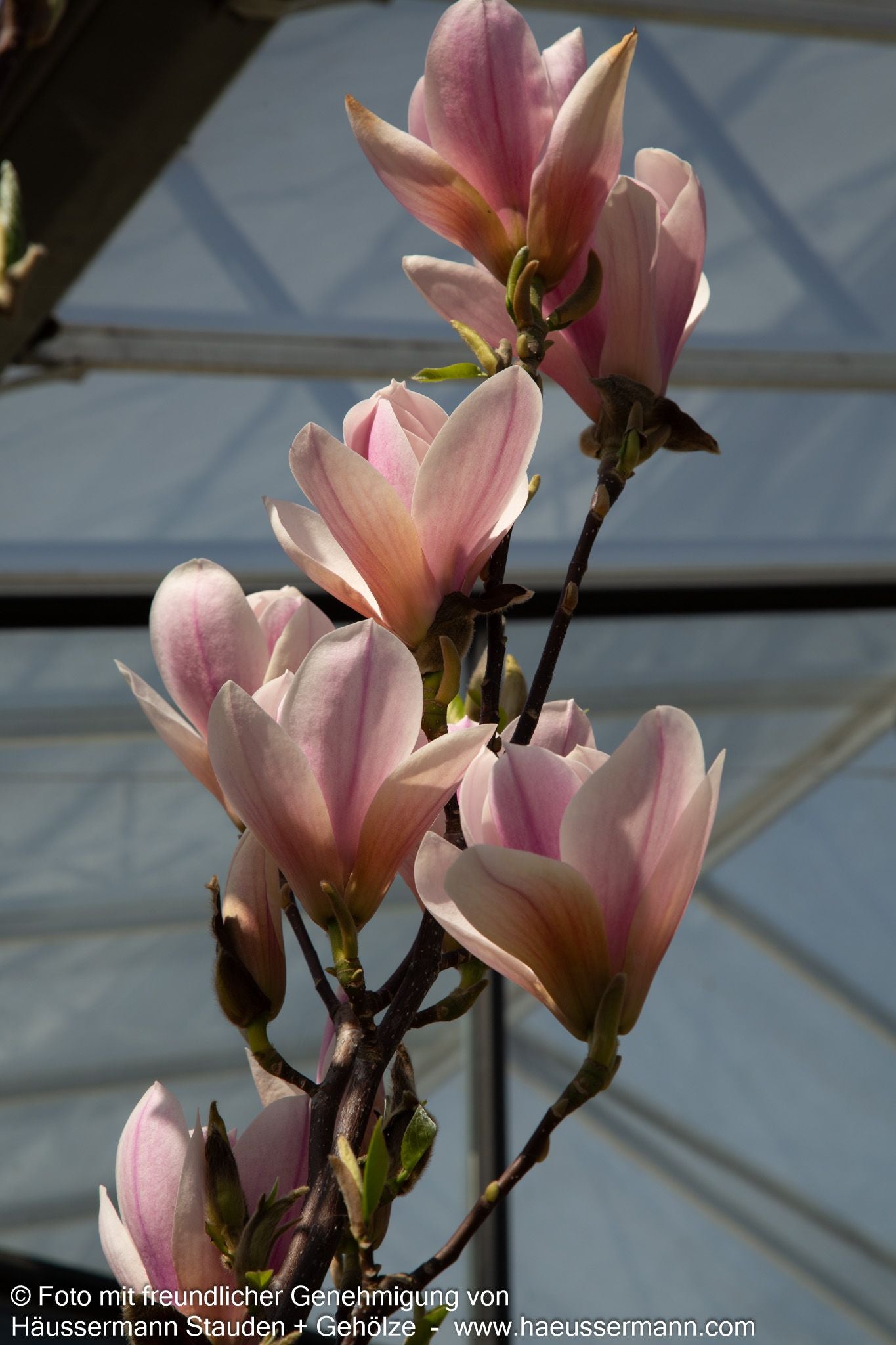 Tulpen-Magnolie 'Heaven Scent' (Magnolia x soulangiana)