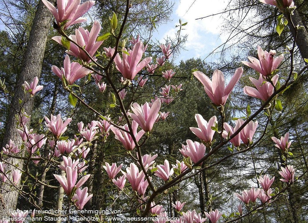Tulpen-Magnolie 'Heaven Scent' (Magnolia x soulangiana)