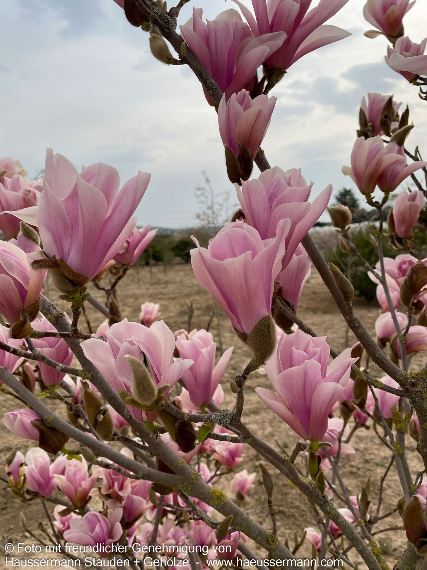 Tulpen-Magnolie 'Heaven Scent' (Magnolia x soulangiana)