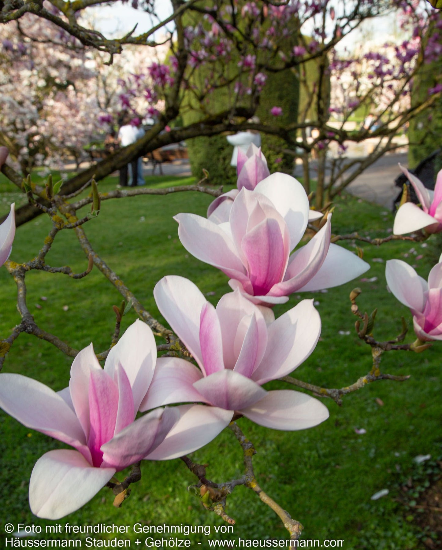 Tulpen-Magnolie 'Heaven Scent' (Magnolia x soulangiana)