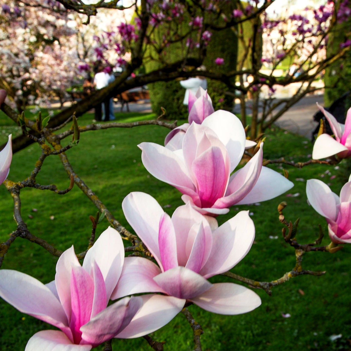 Tulpen-Magnolie 'Heaven Scent' (Magnolia x soulangiana)