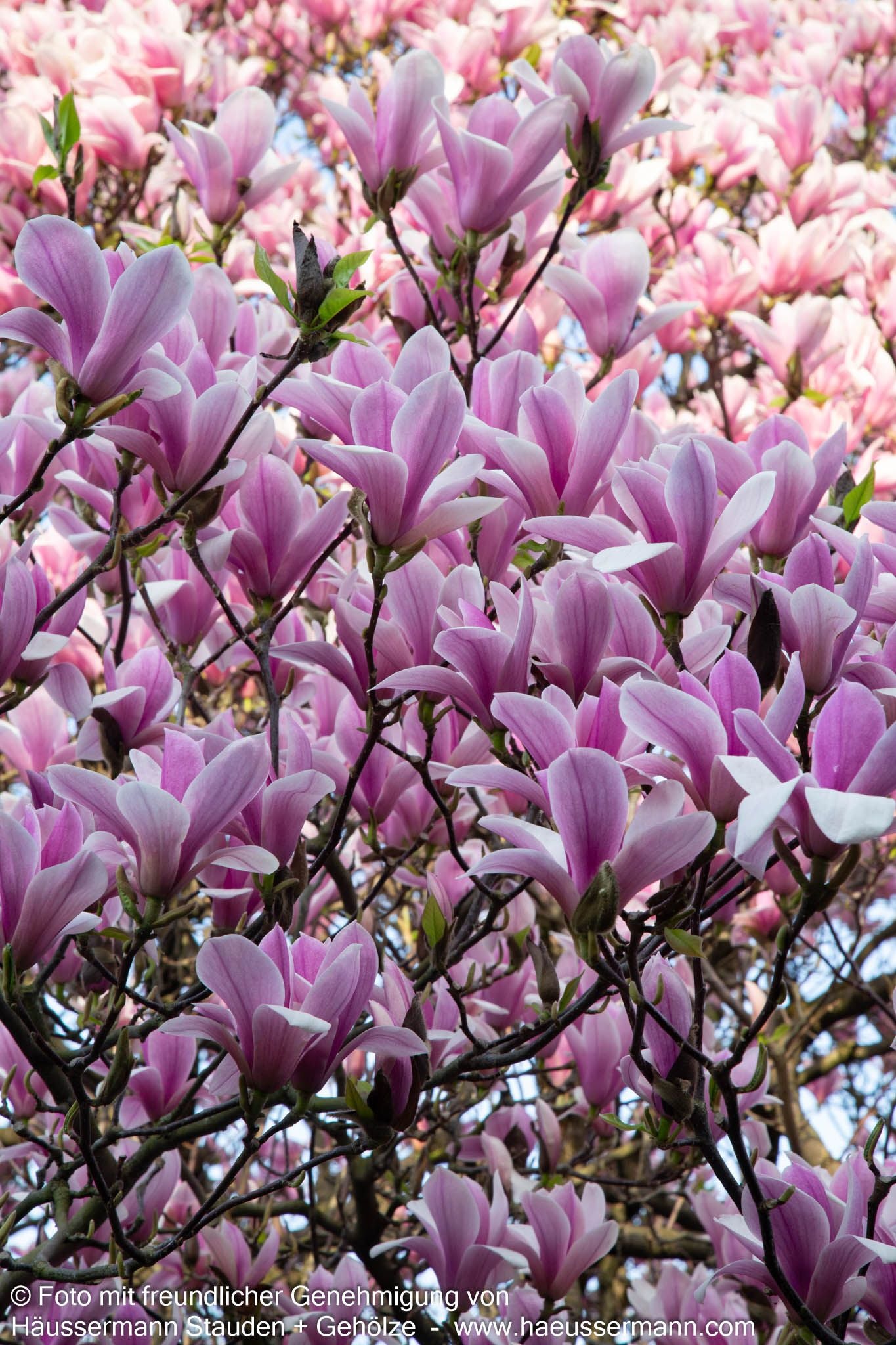 Tulpen-Magnolie 'Heaven Scent' (Magnolia x soulangiana)
