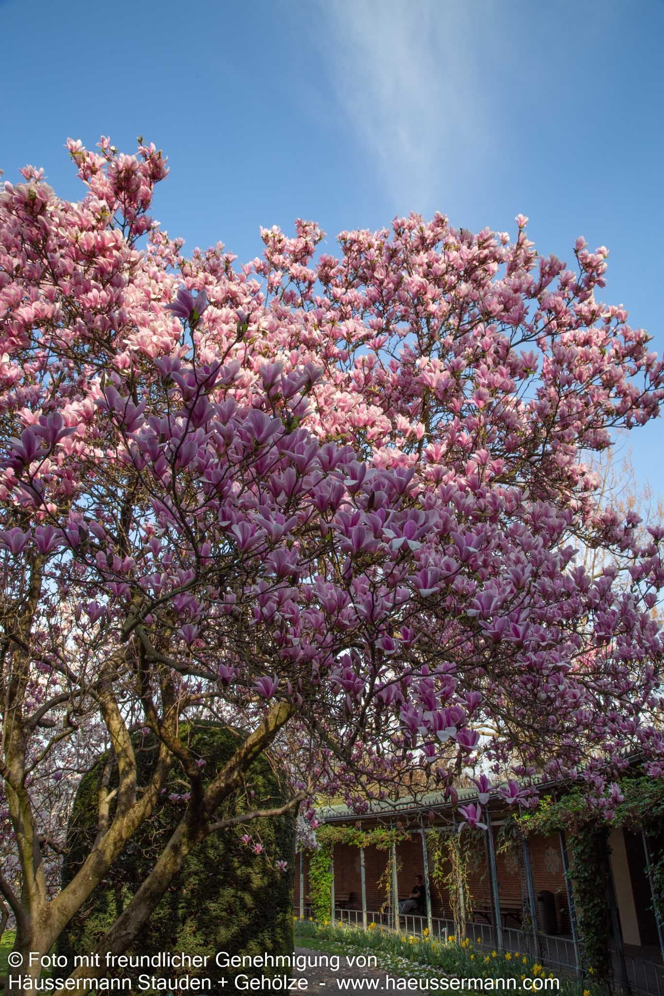 Tulpen-Magnolie 'Heaven Scent' (Magnolia x soulangiana)