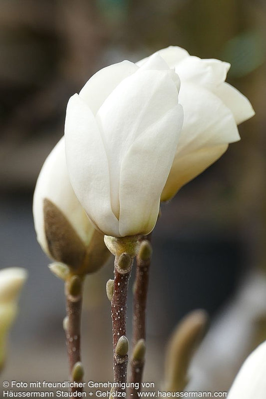 Tulpen-Magnolie 'Lennei Alba' (Magnolia x soulangiana)