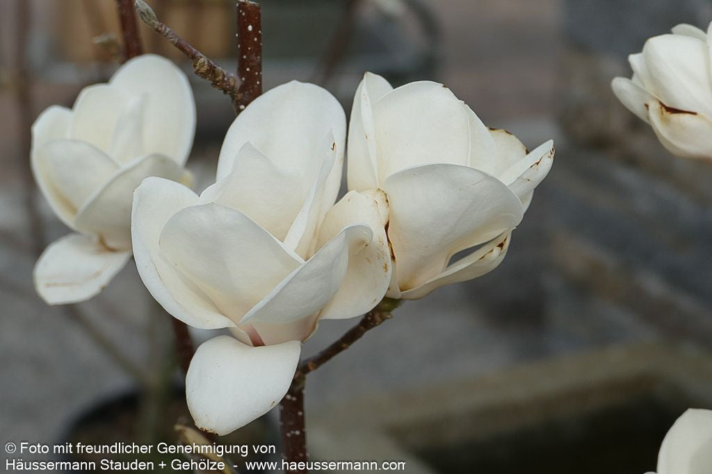 Tulpen-Magnolie 'Lennei Alba' (Magnolia x soulangiana)