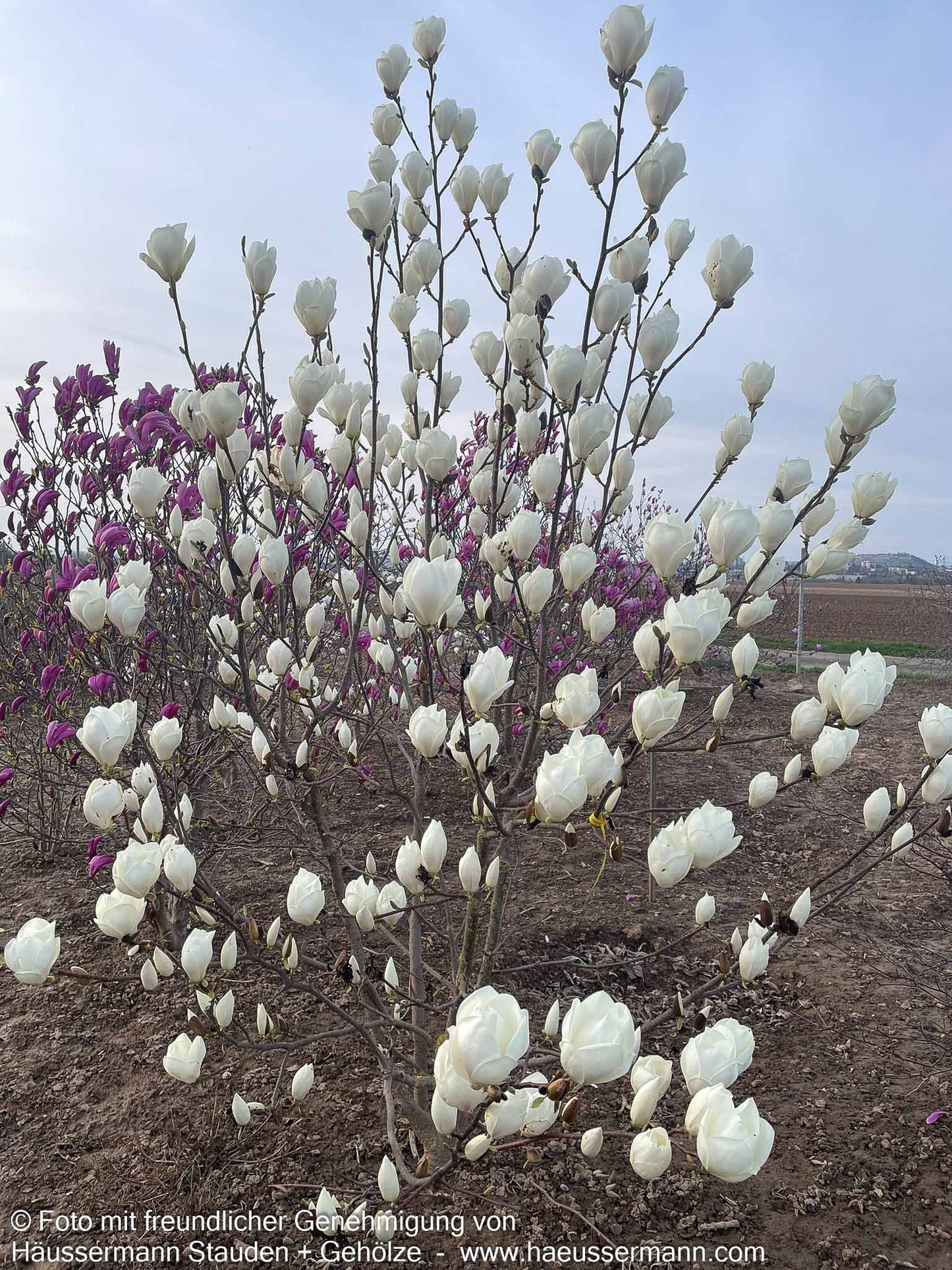 Tulpen-Magnolie 'Lennei Alba' (Magnolia x soulangiana)