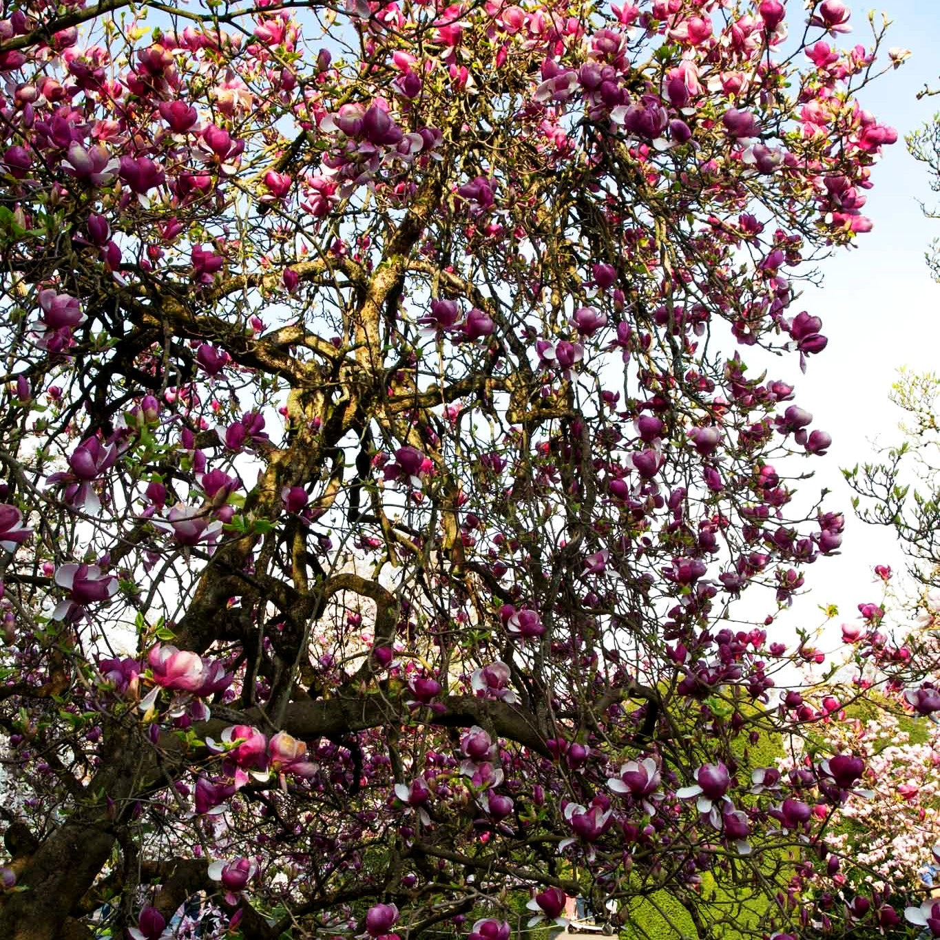 Tulpen-Magnolie 'Lennei' (Magnolia x soulangiana)