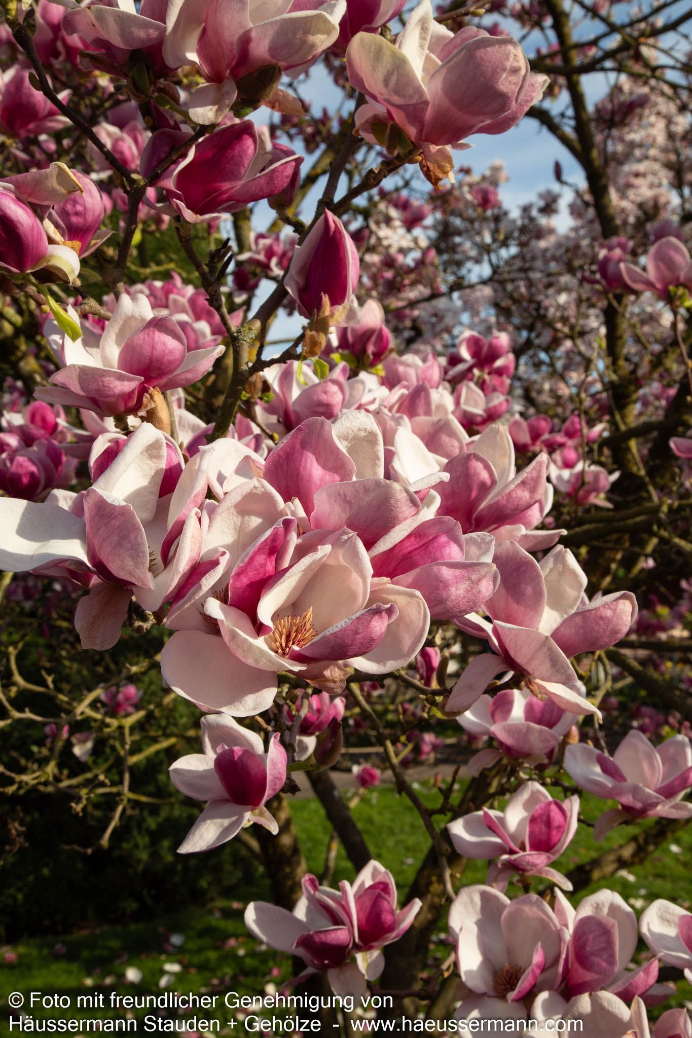 Tulpen-Magnolie (Magnolia x soulangiana)