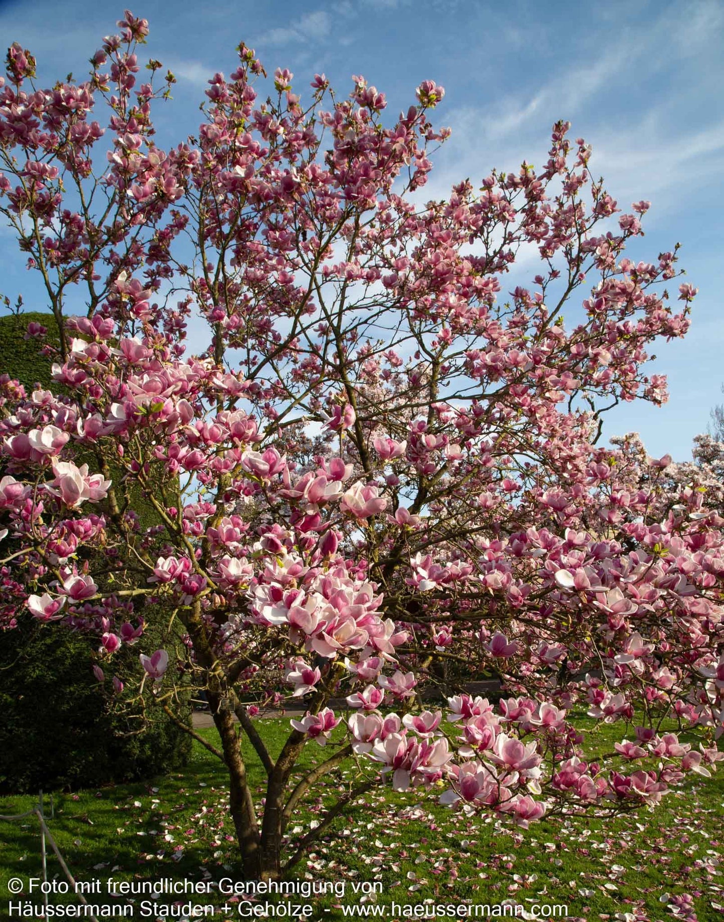 Tulpen-Magnolie (Magnolia x soulangiana)