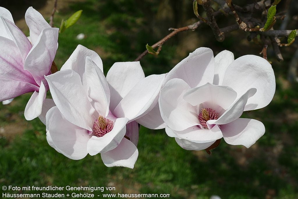 Tulpen-Magnolie (Magnolia x soulangiana)