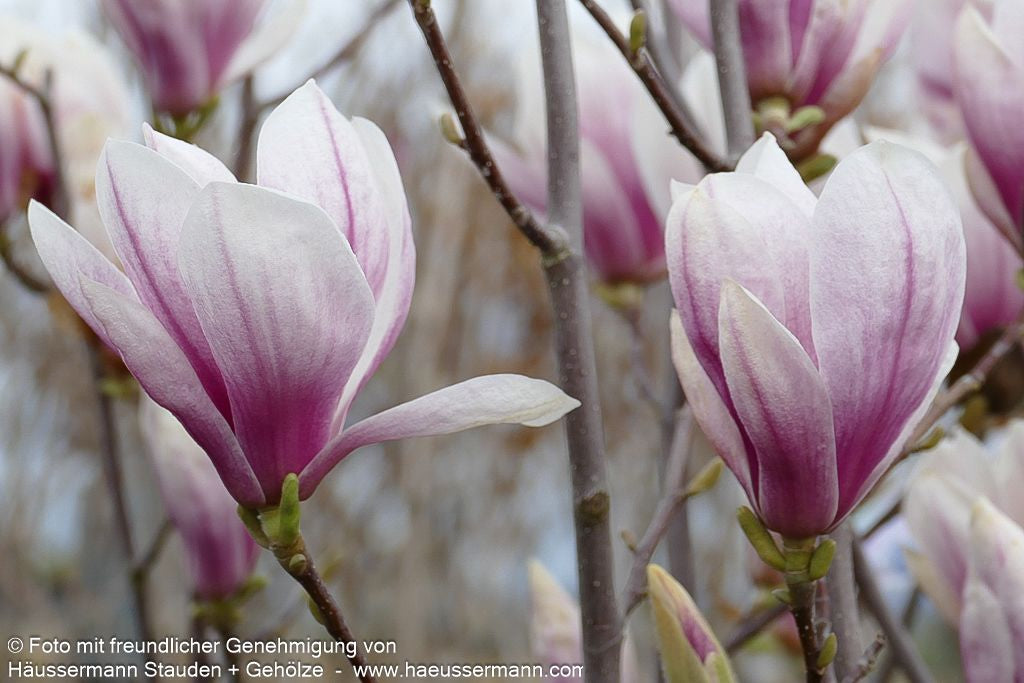 Tulpen-Magnolie (Magnolia x soulangiana)