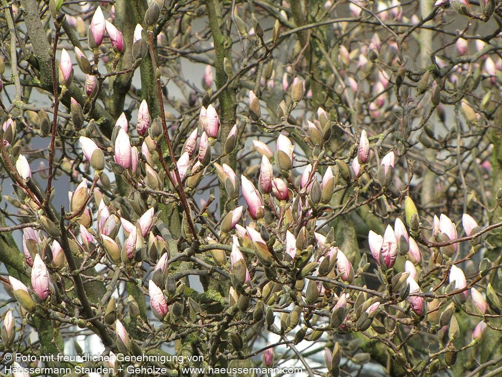 Tulpen-Magnolie (Magnolia x soulangiana)