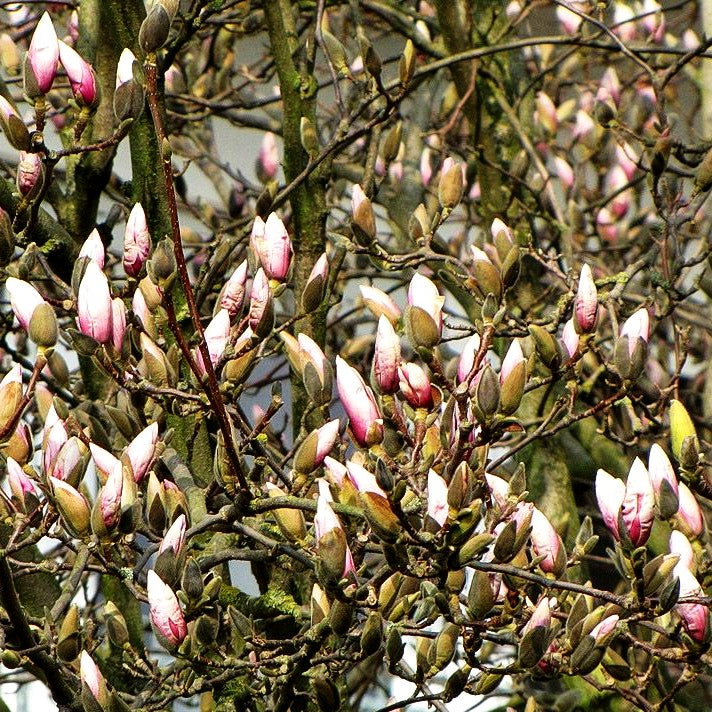 Tulpen-Magnolie (Magnolia x soulangiana)