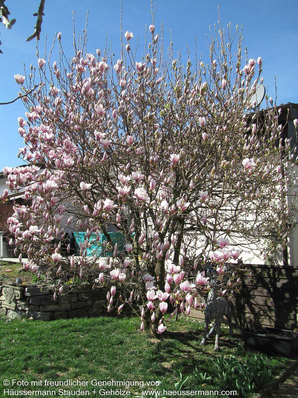 Tulpen-Magnolie (Magnolia x soulangiana)