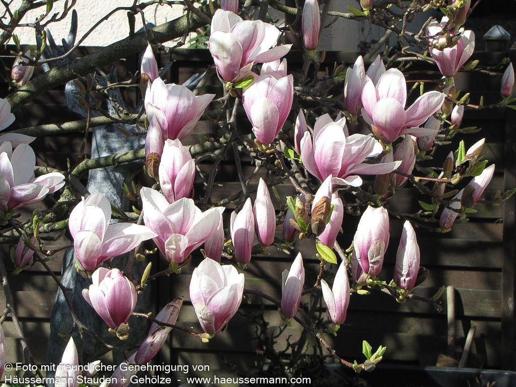 Tulpen-Magnolie (Magnolia x soulangiana)
