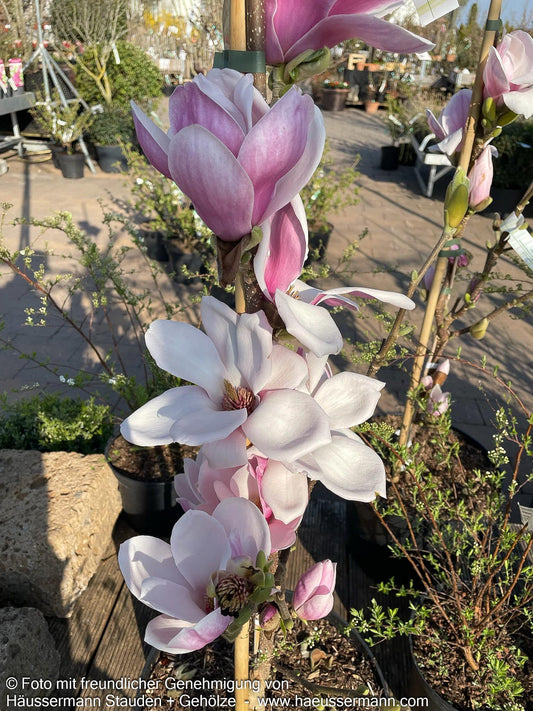 Tulpen-Magnolie 'Satisfaction' (Magnolia x soulangiana)