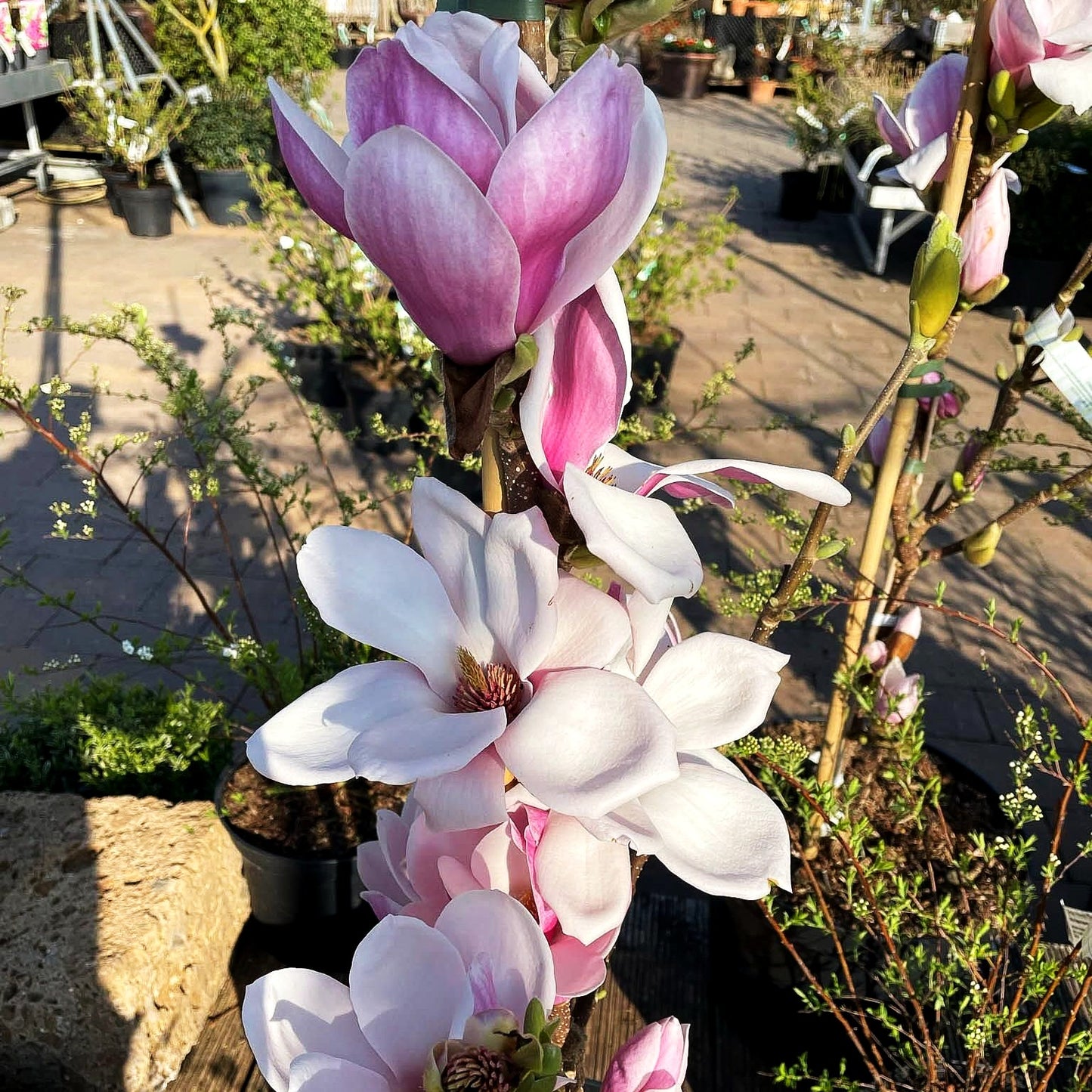 Tulpen-Magnolie 'Satisfaction' (Magnolia x soulangiana)