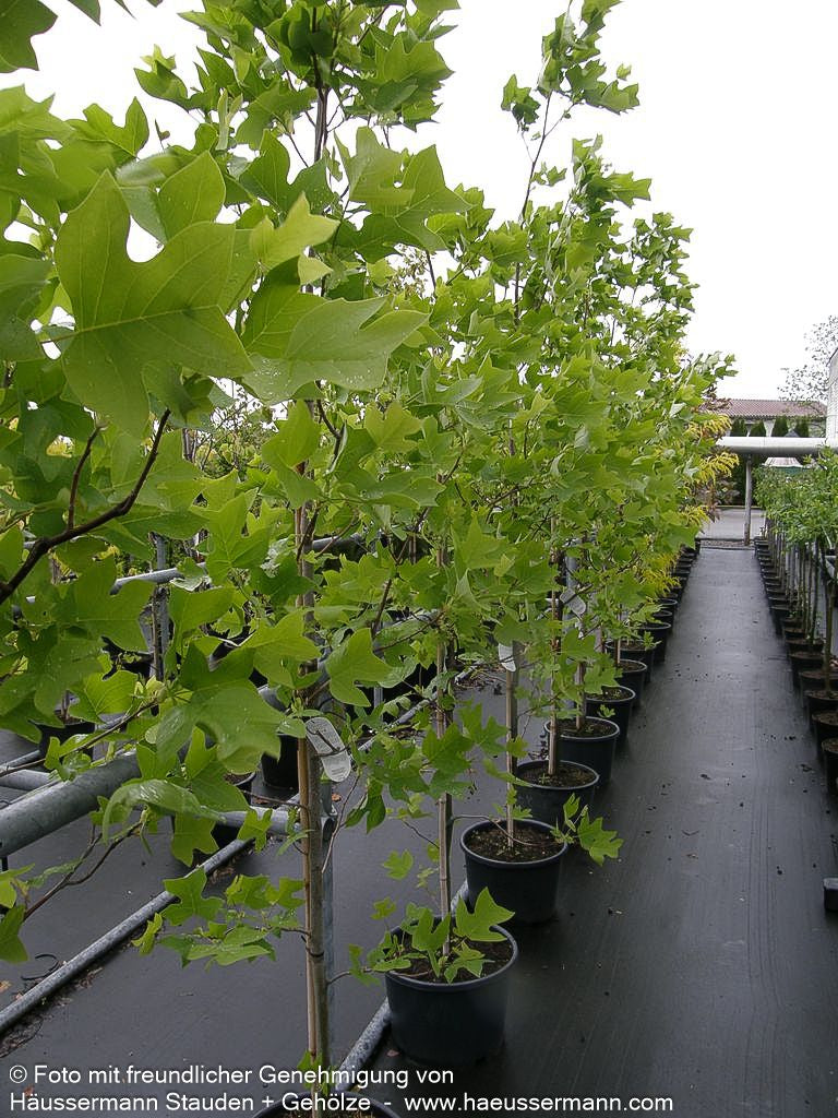 Tulpenbaum (Liriodendron tulipifera)