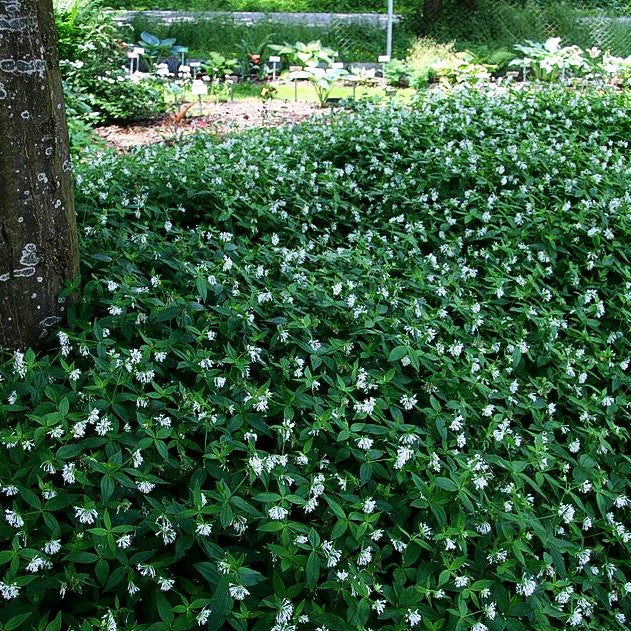 Turiner Meier (Asperula taurina)