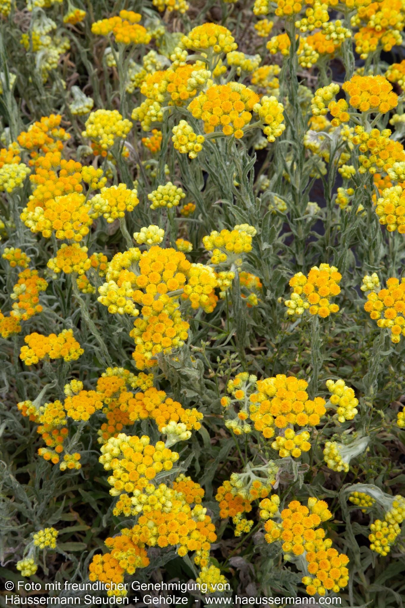 Turkestan-Strohblume 'Goldkind' (Helichrysum thianshanicum)