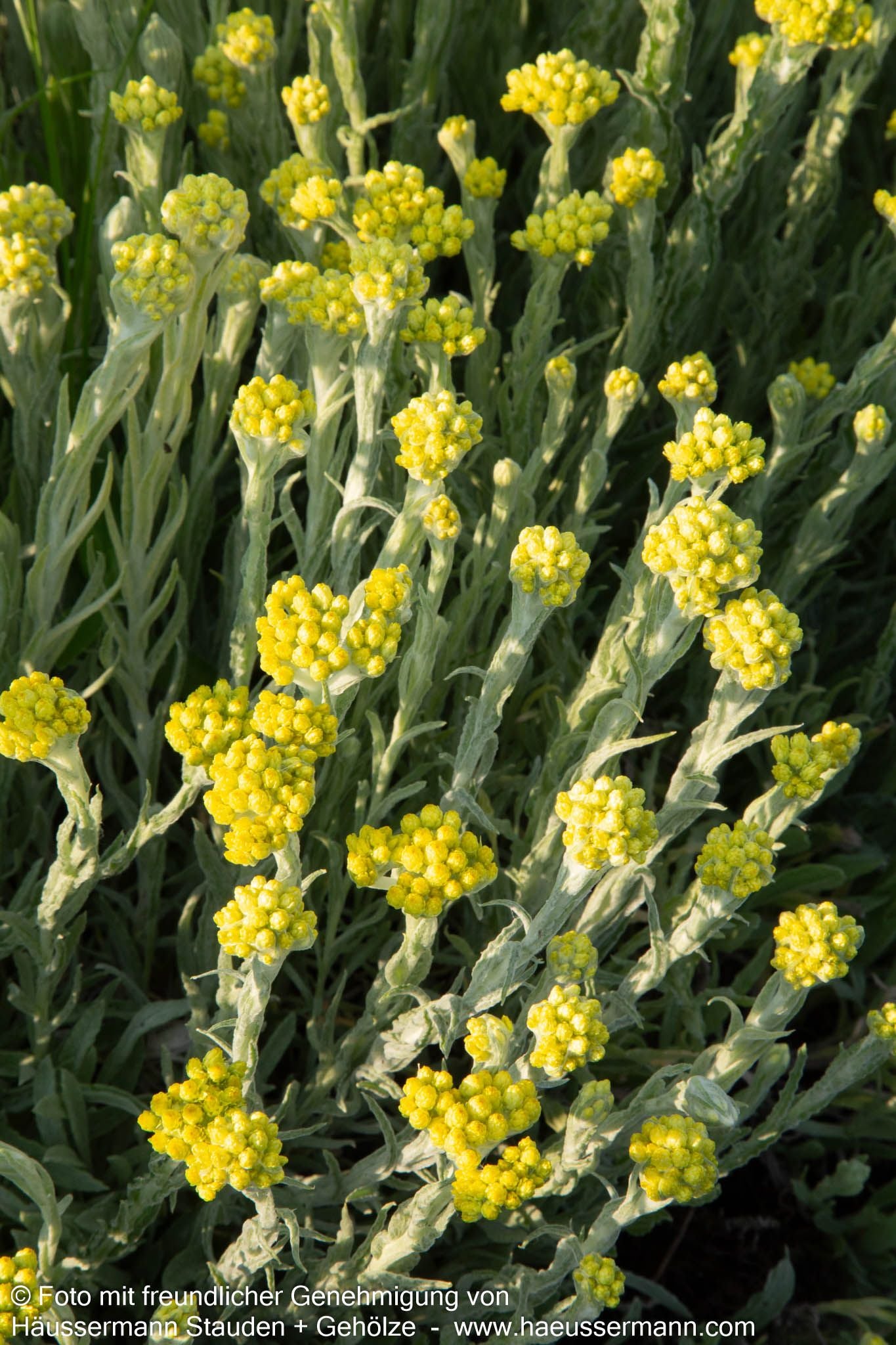 Turkestan-Strohblume 'Goldkind' (Helichrysum thianshanicum)
