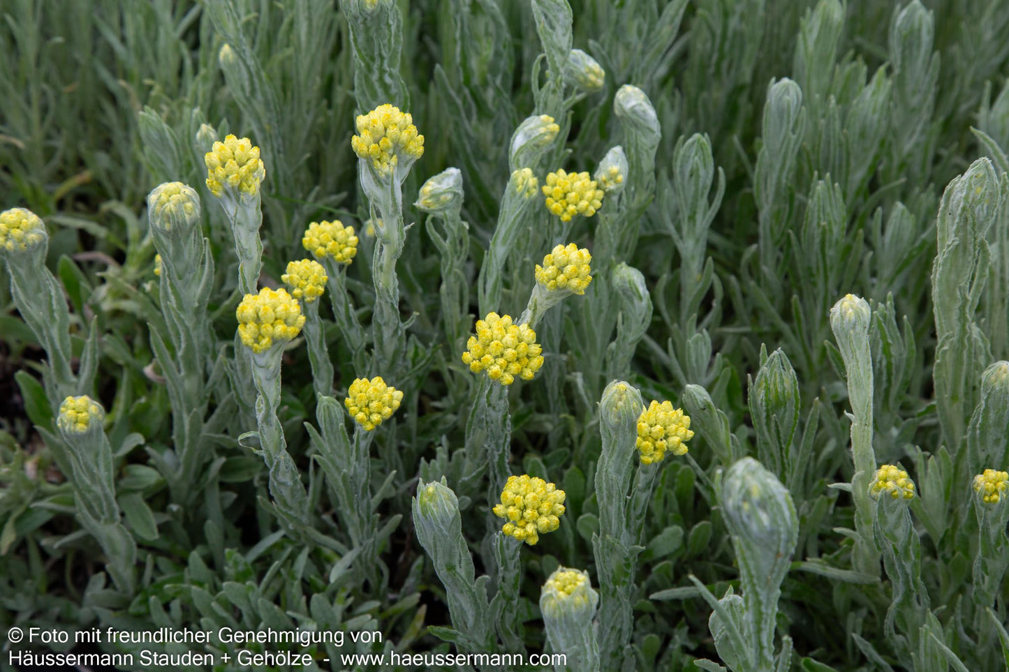 Turkestan-Strohblume 'Goldkind' (Helichrysum thianshanicum)