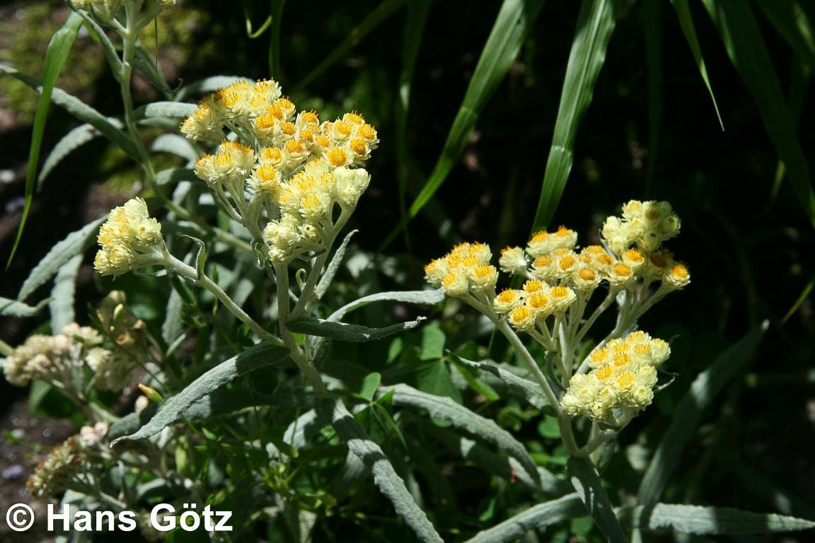 Turkestan-Strohblume 'Goldkind' (Helichrysum thianshanicum)