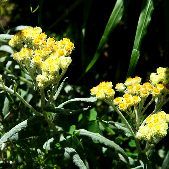 Turkestan-Strohblume 'Goldkind' (Helichrysum thianshanicum)