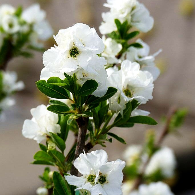 Überhängende Prunkspiere 'Niagara' (Exochorda racemosa)