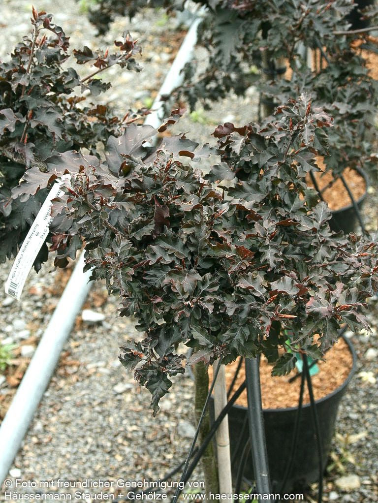 Überhängende Zwerg-Blut-Buche 'Rohan Weeping' (Fagus sylvatica)