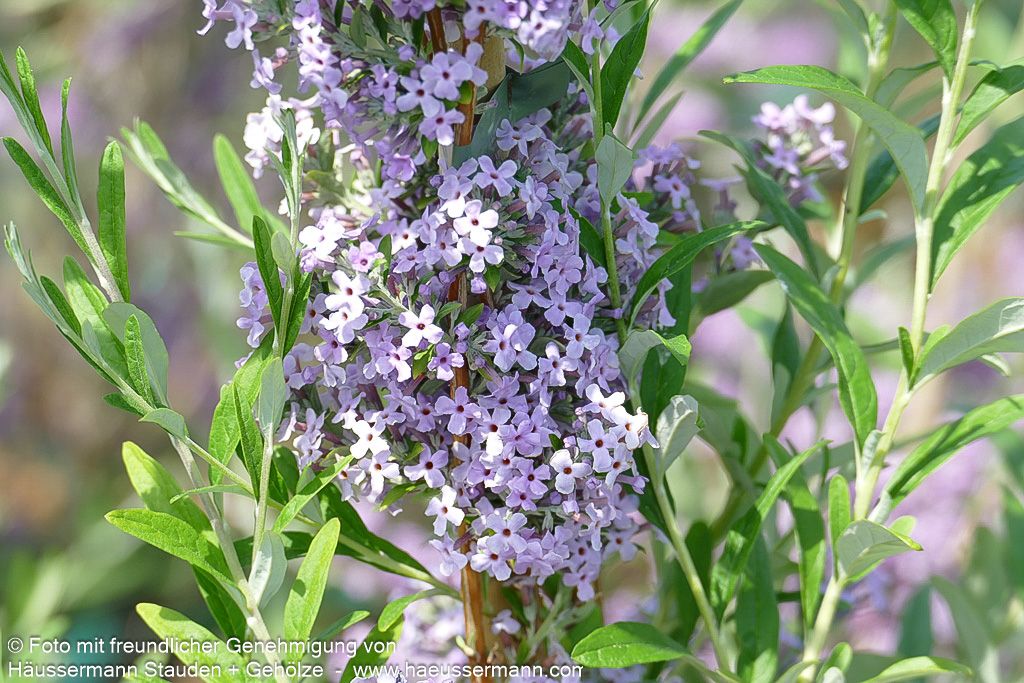 Überhängender Sommerflieder (Buddleja alternifolia)