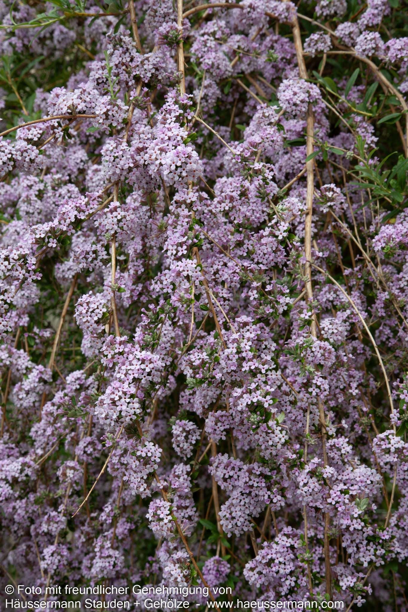 Überhängender Sommerflieder (Buddleja alternifolia)