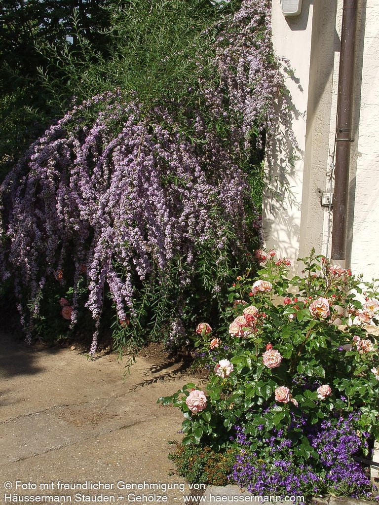 Überhängender Sommerflieder (Buddleja alternifolia)
