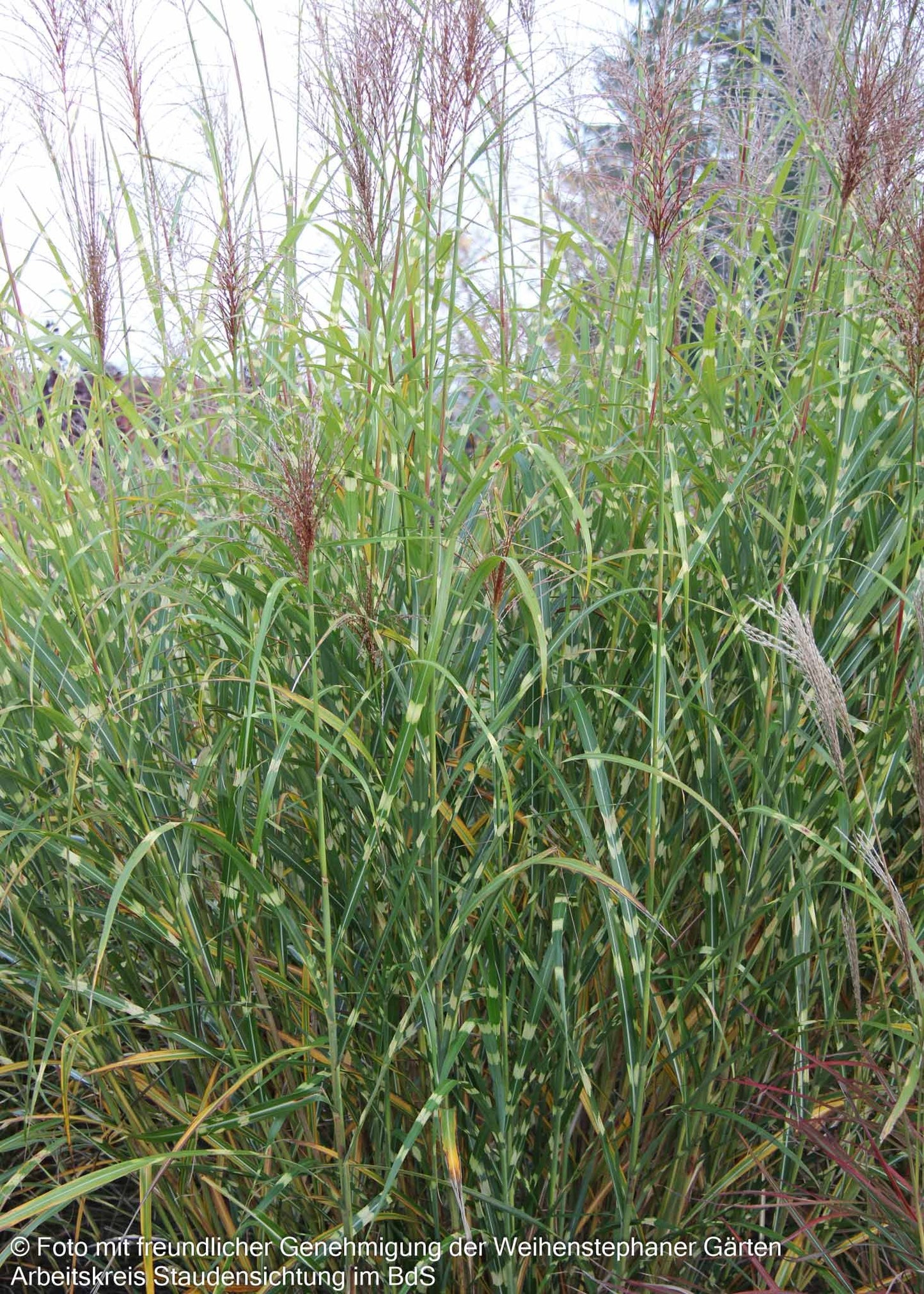 Überhängender Zebraschilf 'Zebrinus' (Miscanthus sinensis)