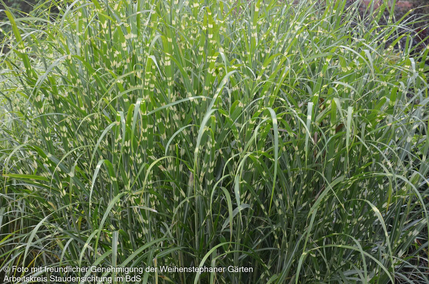 Überhängender Zebraschilf 'Zebrinus' (Miscanthus sinensis)