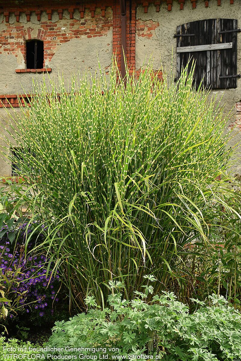 Überhängender Zebraschilf 'Zebrinus' (Miscanthus sinensis)