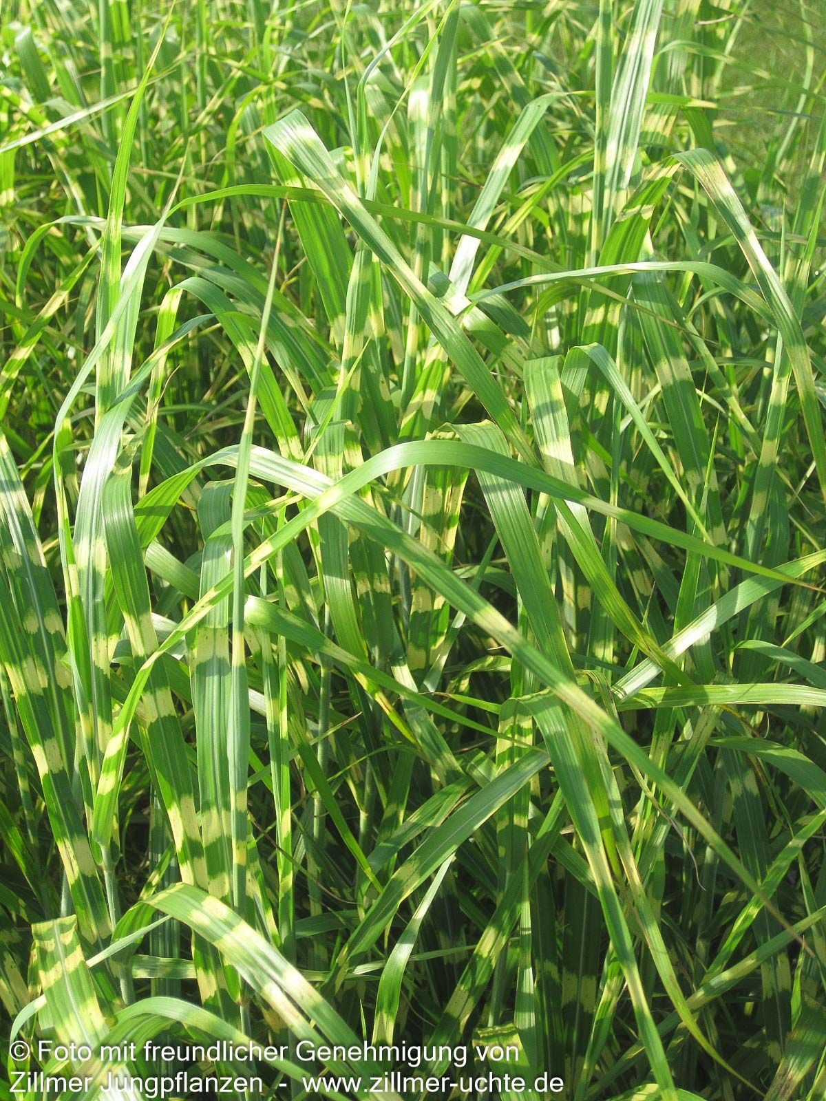 Überhängender Zebraschilf 'Zebrinus' (Miscanthus sinensis)
