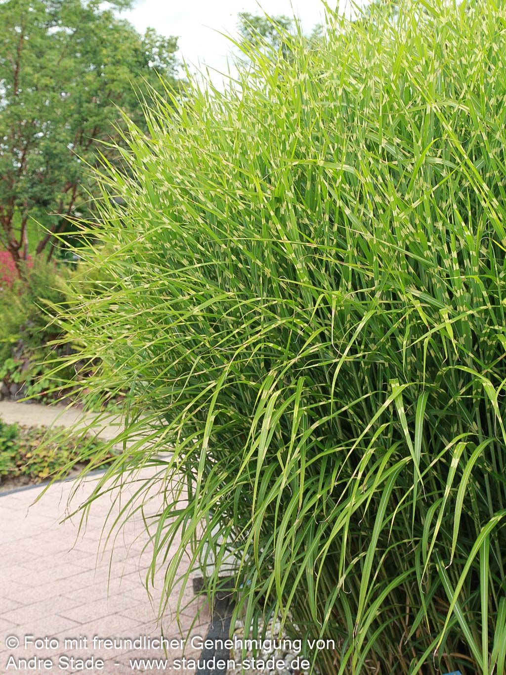 Überhängender Zebraschilf 'Zebrinus' (Miscanthus sinensis)