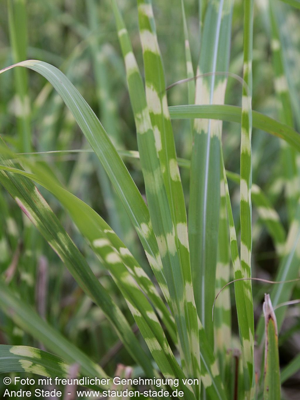 Überhängender Zebraschilf 'Zebrinus' (Miscanthus sinensis)