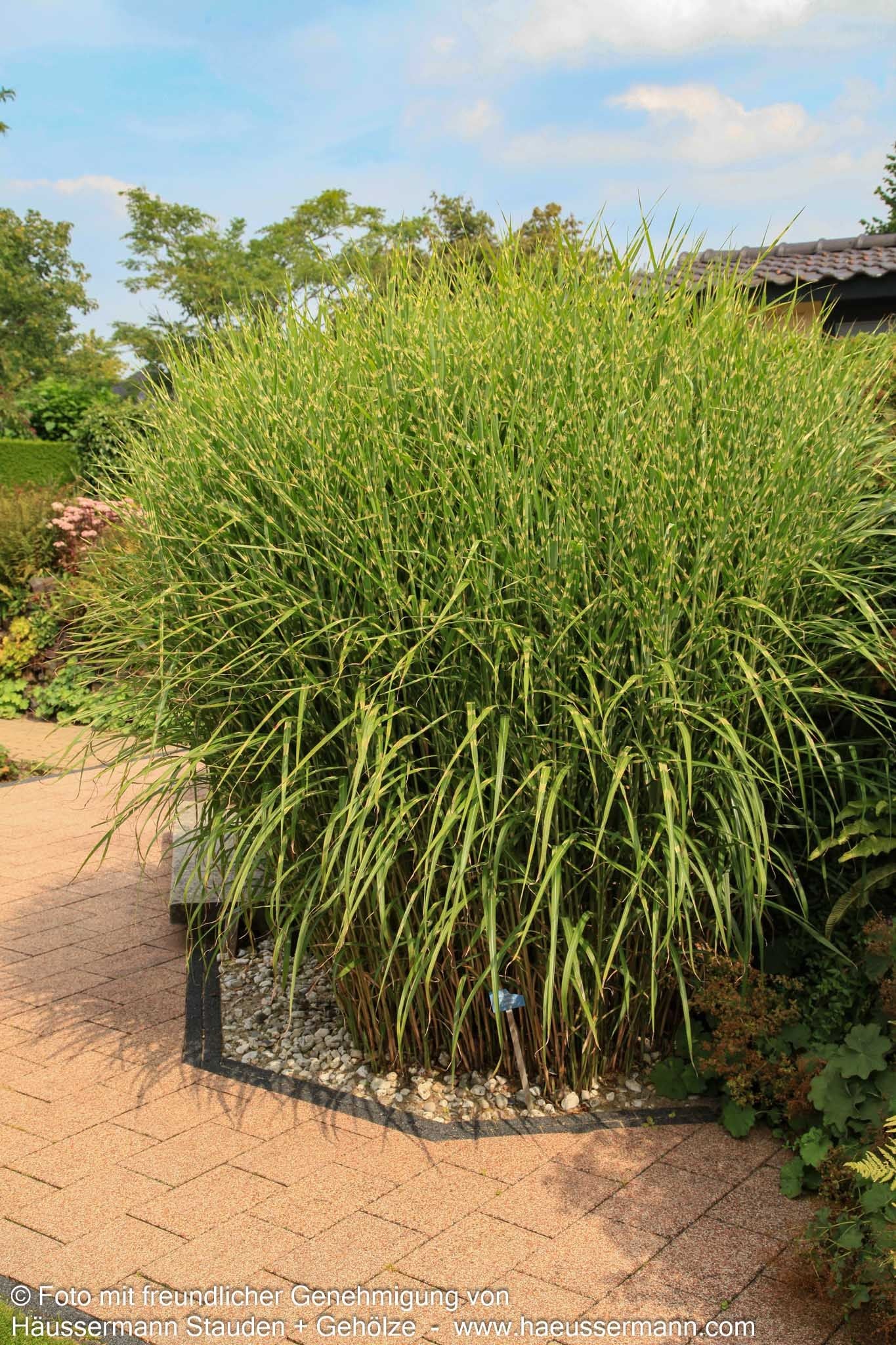 Überhängender Zebraschilf 'Zebrinus' (Miscanthus sinensis)