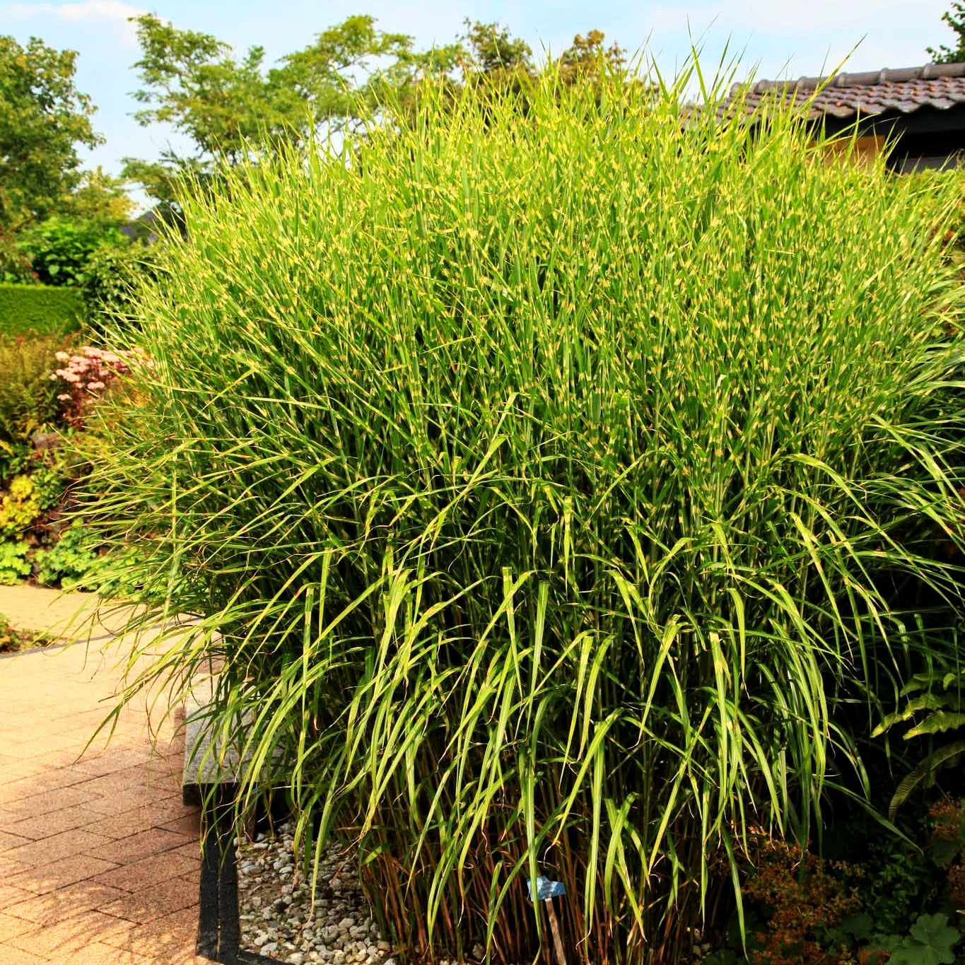 Überhängender Zebraschilf 'Zebrinus' (Miscanthus sinensis)