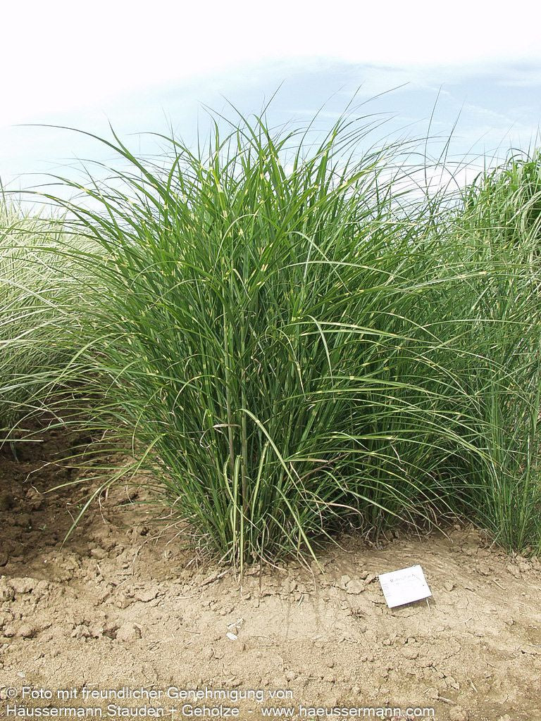 Überhängender Zebraschilf 'Zebrinus' (Miscanthus sinensis)