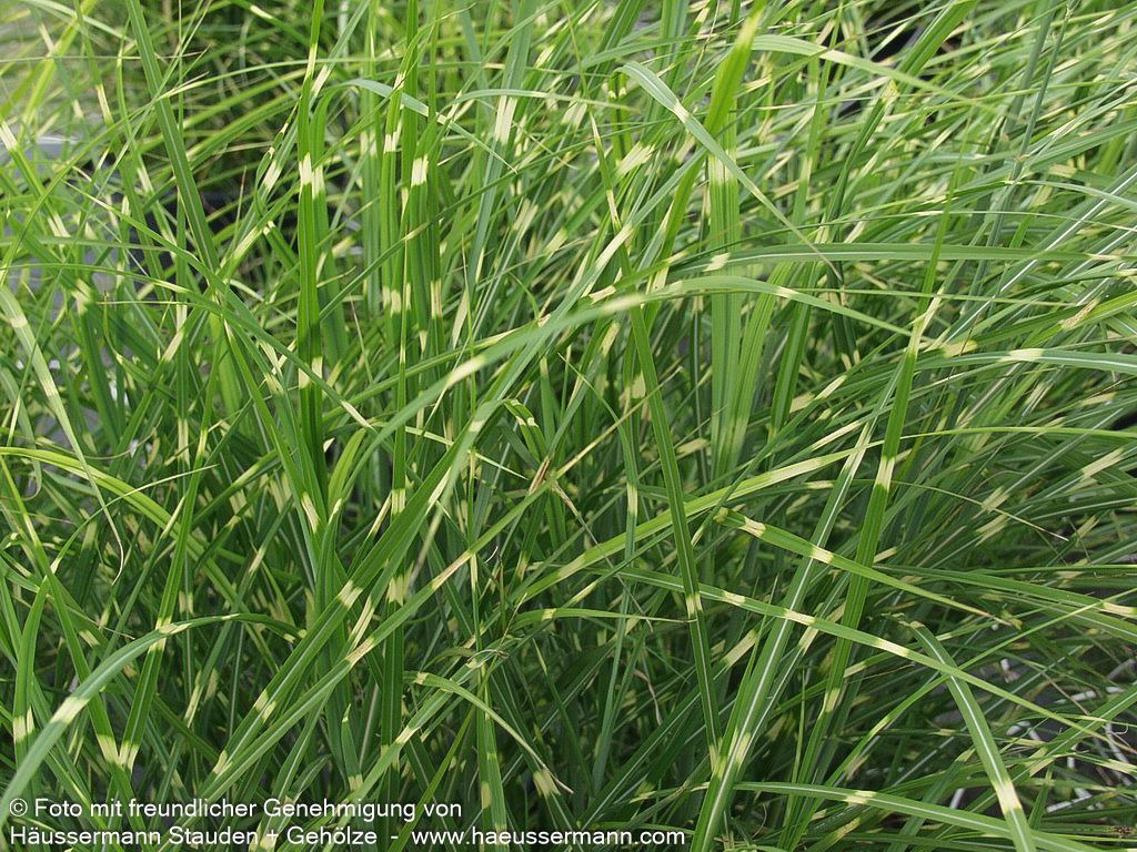 Überhängender Zebraschilf 'Zebrinus' (Miscanthus sinensis)