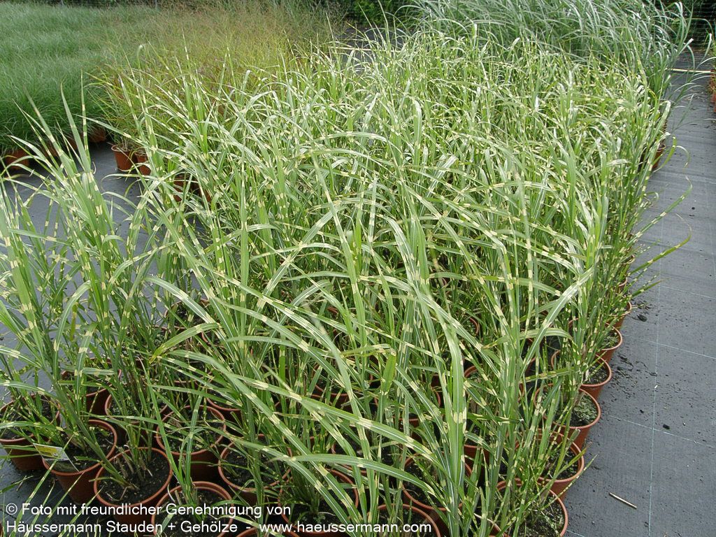 Überhängender Zebraschilf 'Zebrinus' (Miscanthus sinensis)