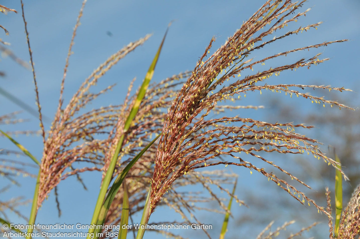 Überhängender Zebraschilf 'Zebrinus' (Miscanthus sinensis)