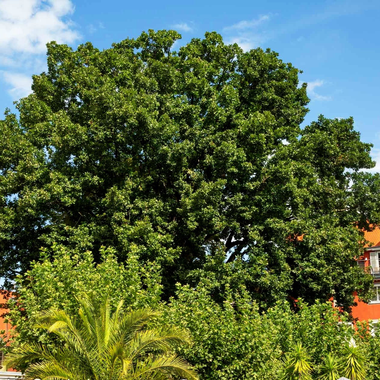 Ungarische Eiche (Quercus frainetto)