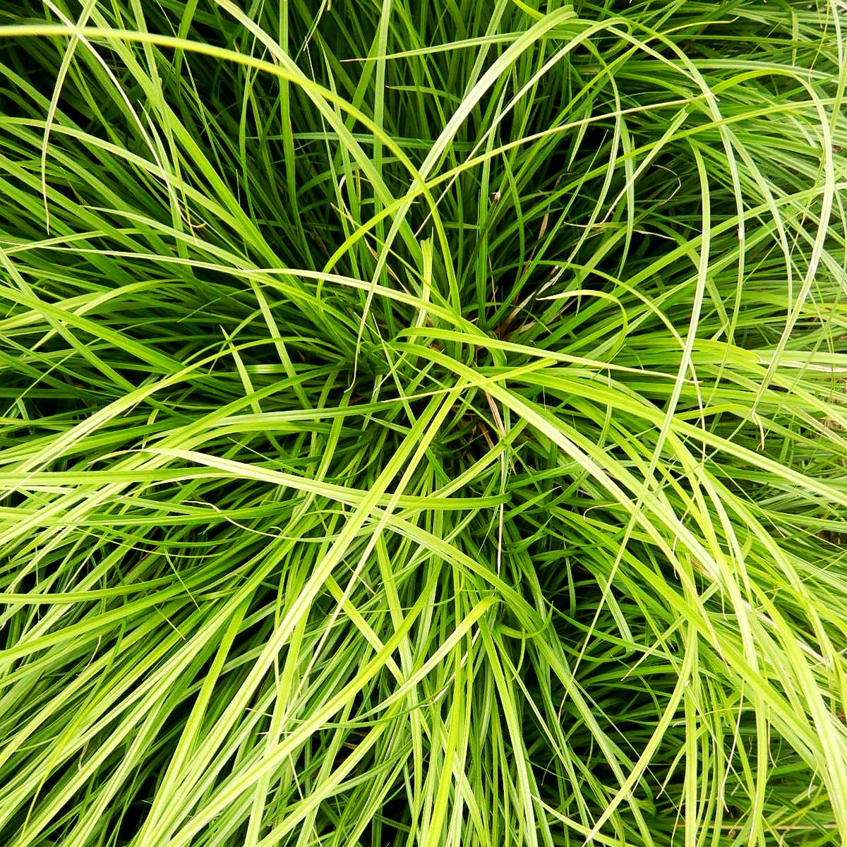 Unterbrochenährige Segge 'Weinheim Light Green' (Carex divulsa)