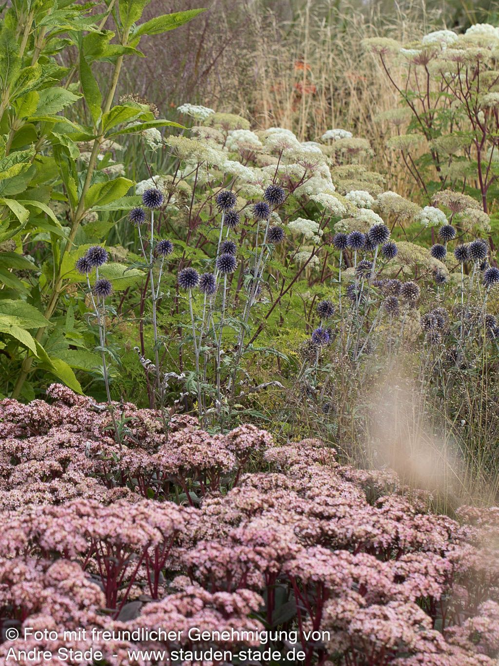 Veitchs-Kugeldistel 'Veitch's Blue' (Echinops ritro)