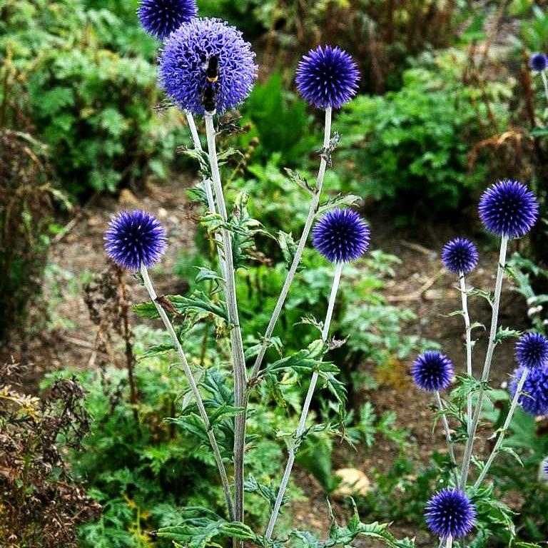Veitchs-Kugeldistel 'Veitch's Blue' (Echinops ritro)